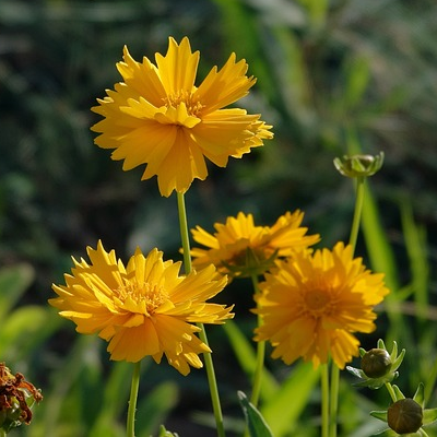 Coreopsis grandiflora ‘Sunray’ - meisjesogen