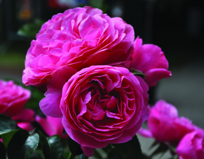 Rosa ‘Leonardo da Vinci’ stam - stamroos