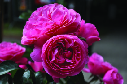 Rosa ‘Leonardo da Vinci’ stam - stamroos