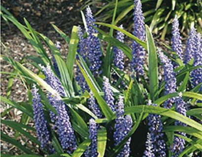 Liriope muscari 'Big Blue' pot 2 liter