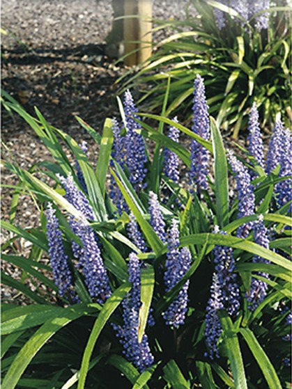 Liriope muscari ‘Big Blue’ - leliegras