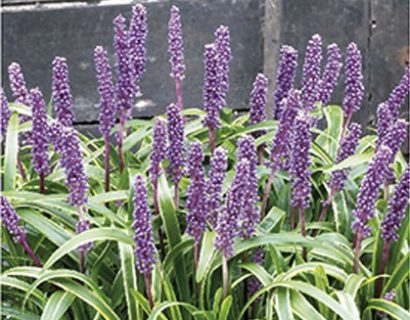 Liriope muscari ‘Goldbanded’ - leliegras