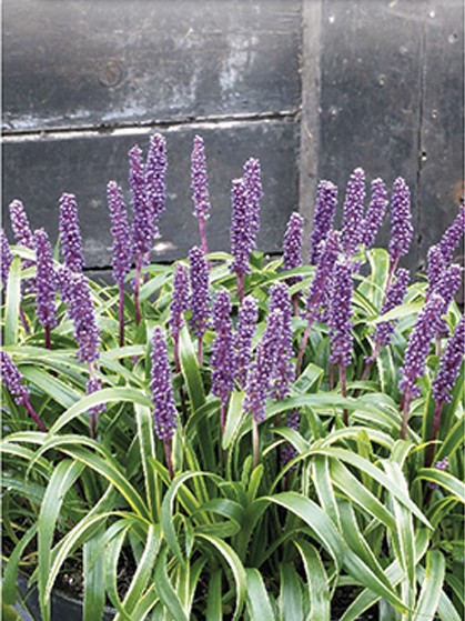 Liriope muscari ‘Goldbanded’ - leliegras