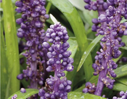 Liriope muscari ‘Purple Passion’ - leliegras