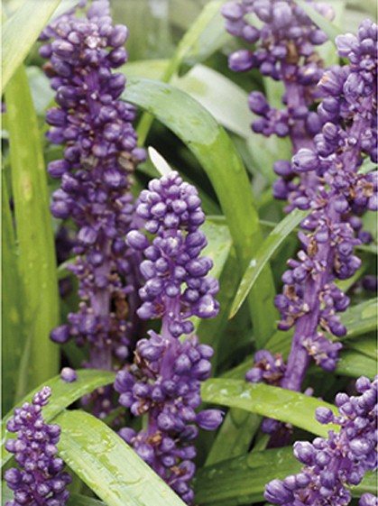 Liriope muscari ‘Purple Passion’ - leliegras