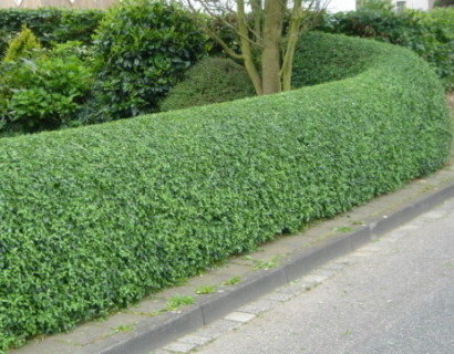 Ligustrum ovalifolium - liguster