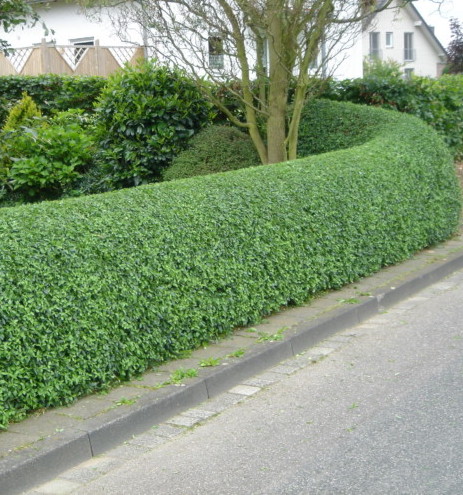 Ligustrum ovalifolium - liguster