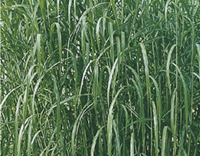 Miscanthus floridulus of giganteus