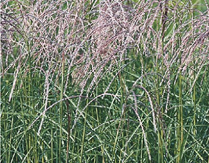 Miscanthus sinensis ‘Flamingo’ - prachtriet