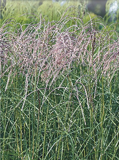 Miscanthus sinensis ‘Flamingo’ - prachtriet