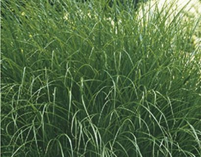 Miscanthus sinensis ‘Gracillimus’ pot 2 liter - prachtriet