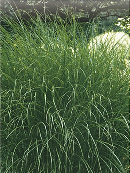 Miscanthus sinensis ‘Gracillimus’ - prachtriet