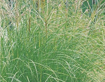 Miscanthus sinensis ‘Kleine Silberspinne’