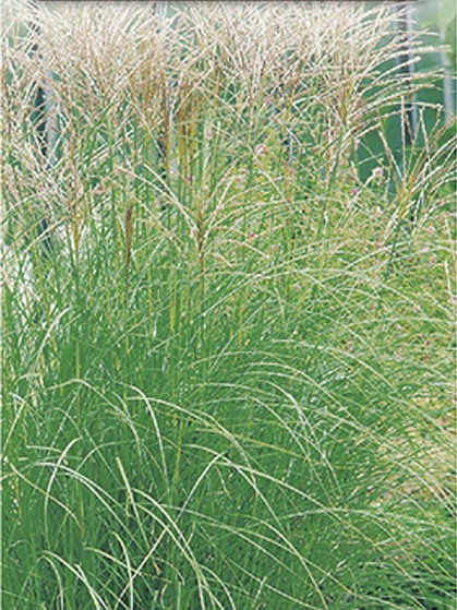 Miscanthus sinensis ‘Kleine Silberspinne’ - prachtriet