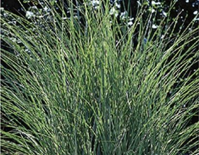 Miscanthus sinensis ‘Morning Light’ - prachtriet