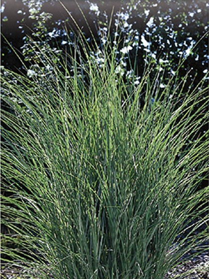 Miscanthus sinensis ‘Morning Light’ - prachtriet