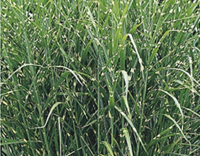 Miscanthus sinensis ‘Strictus’ - prachtriet