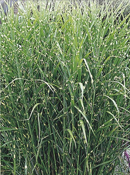 Miscanthus sinensis ‘Strictus’ 2 liter