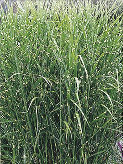 Miscanthus sinensis ‘Strictus’