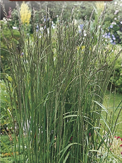 Molinia caerulea ‘Edith Dudszus’ - pijpestrootje