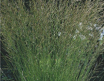 Molinia caerulea 'Heidebraut' pot 2 liter