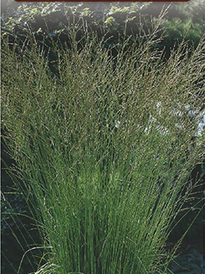 Molinia caerulea ‘Heidebraut’ - pijpestrootje