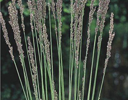 Molinia caerulea ‘Moorhexe’ - pijpestrootje