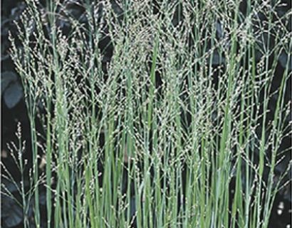 Panicum virgatum ‘Heavy Metal’ - vingergras