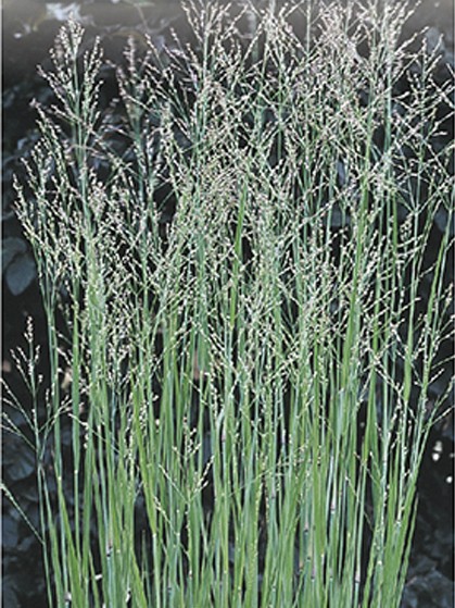 Panicum virgatum ‘Heavy Metal’ pot 2 liter