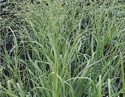 Panicum virgatum ‘Rehbraun’ - vingergras