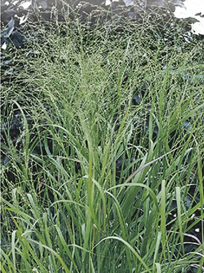 Panicum virgatum ‘Rehbraun’ - vingergras