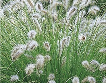 Pennisetum alopecuroides ‘Hameln’ - lampenpoetsersgras