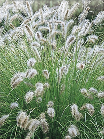 Pennisetum alopecuroides ‘Hameln’ - lampenpoetsersgras