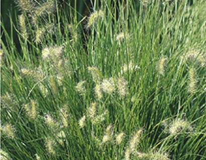 Pennisetum alopecuroides ‘Little Bunny’