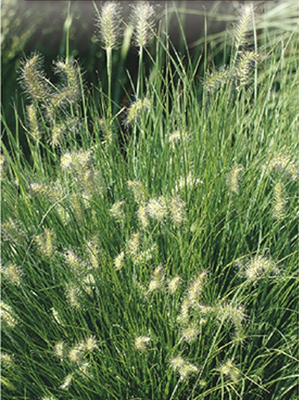 Pennisetum alopecuroides ‘Little Bunny’ - lampenpoetsersgras