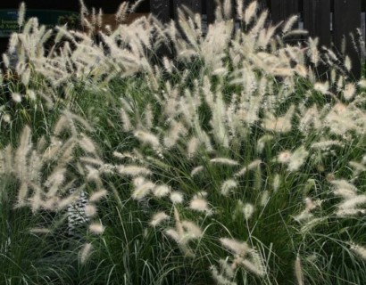 Pennisetum alopecuroides