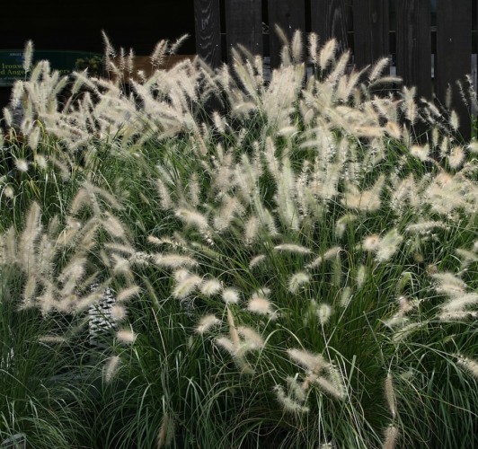 Pennisetum alopecuroides - lampenpoetsersgras