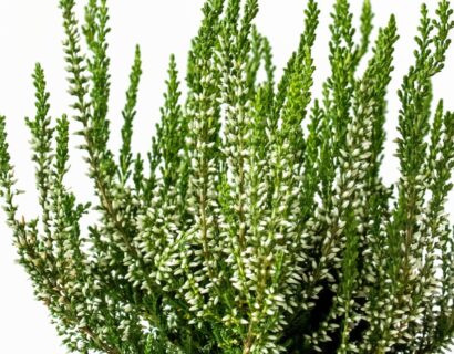 Calluna vulgaris ‘Elisa’ - zomerheide, struikheide