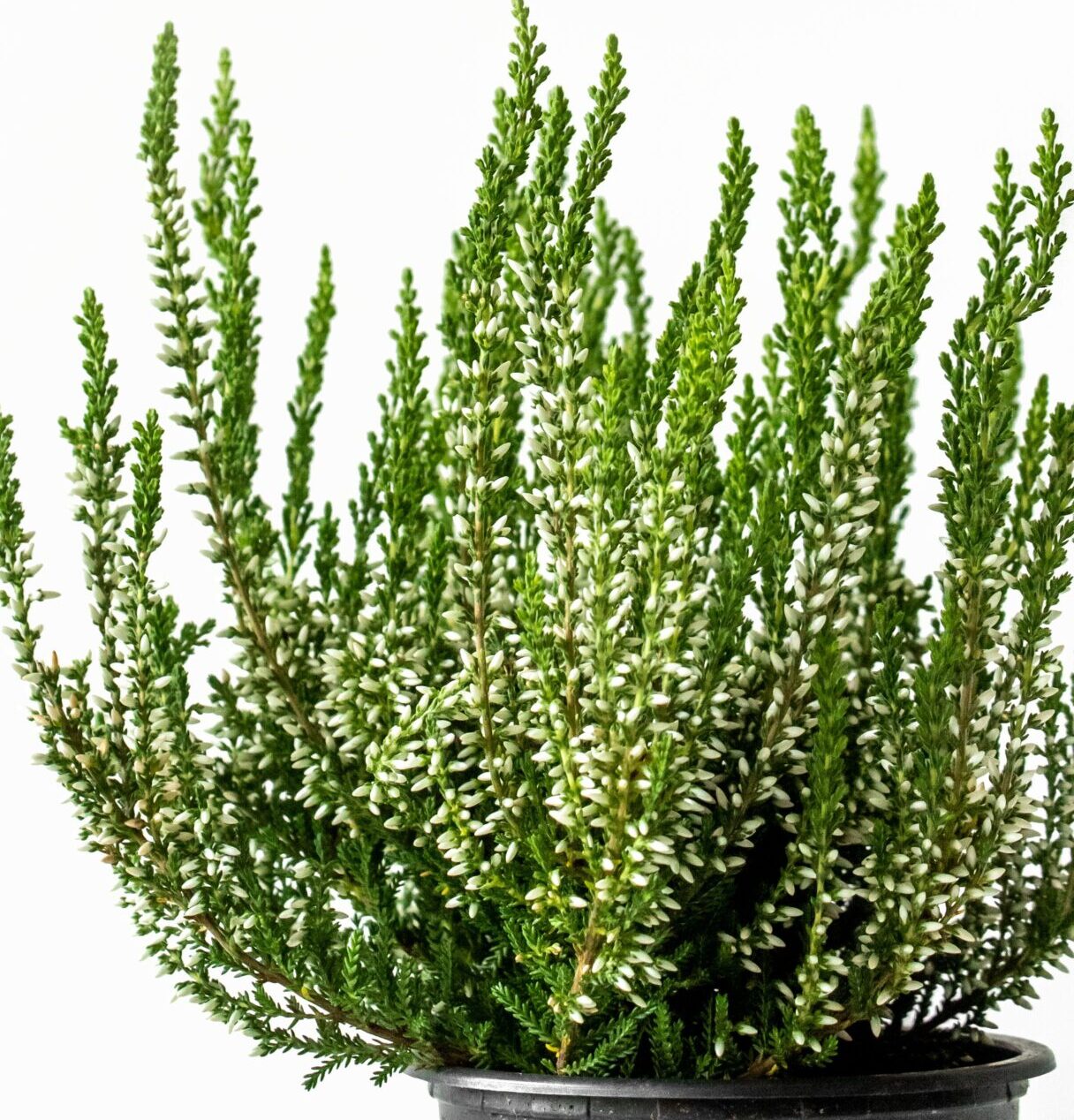 Calluna vulgaris ‘Elisa’ - zomerheide, struikheide