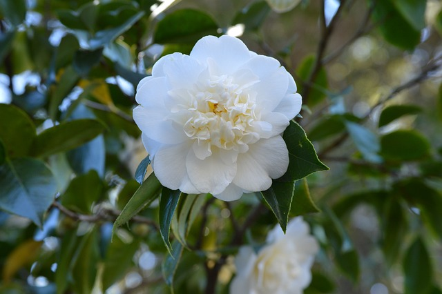 Camellia japonica ‘Alba Plena’ - Camellia