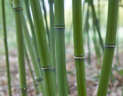 Phyllostachys bissetii