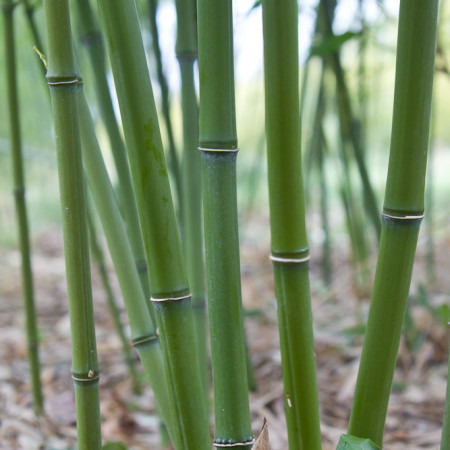 Phyllostachys bissetii - reuzebamboe