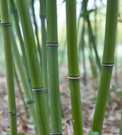 Phyllostachys bissetii - reuzebamboe