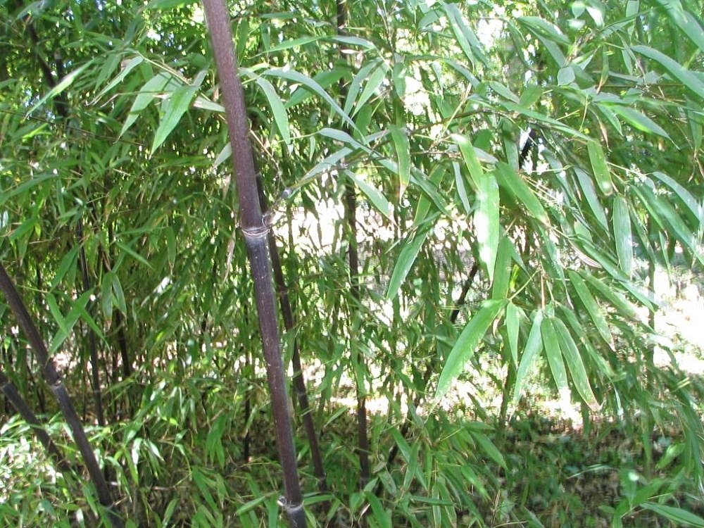 Phyllostachys nigra - zwarte reuzebamboe