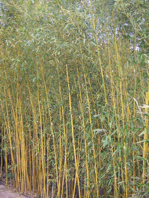 Phyllostachys aureosulcata ‘Spectabilis’ - reuzebamboe