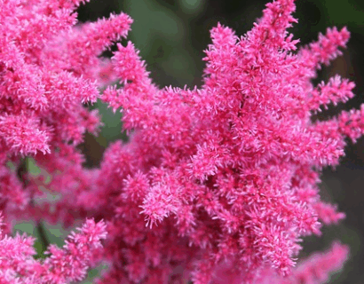 Astilbe (J) ‘Elisabeth van Veen’ - Pluimspirea