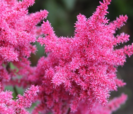 Astilbe (J) ‘Elisabeth van Veen’ - Pluimspirea