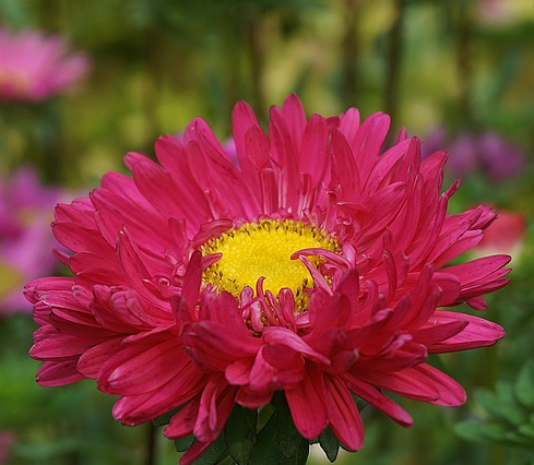 Aster ‘Neron’ - Herfstaster