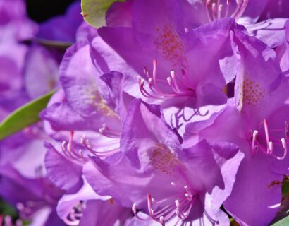 Rhododendron impeditum - dwergrhododendron