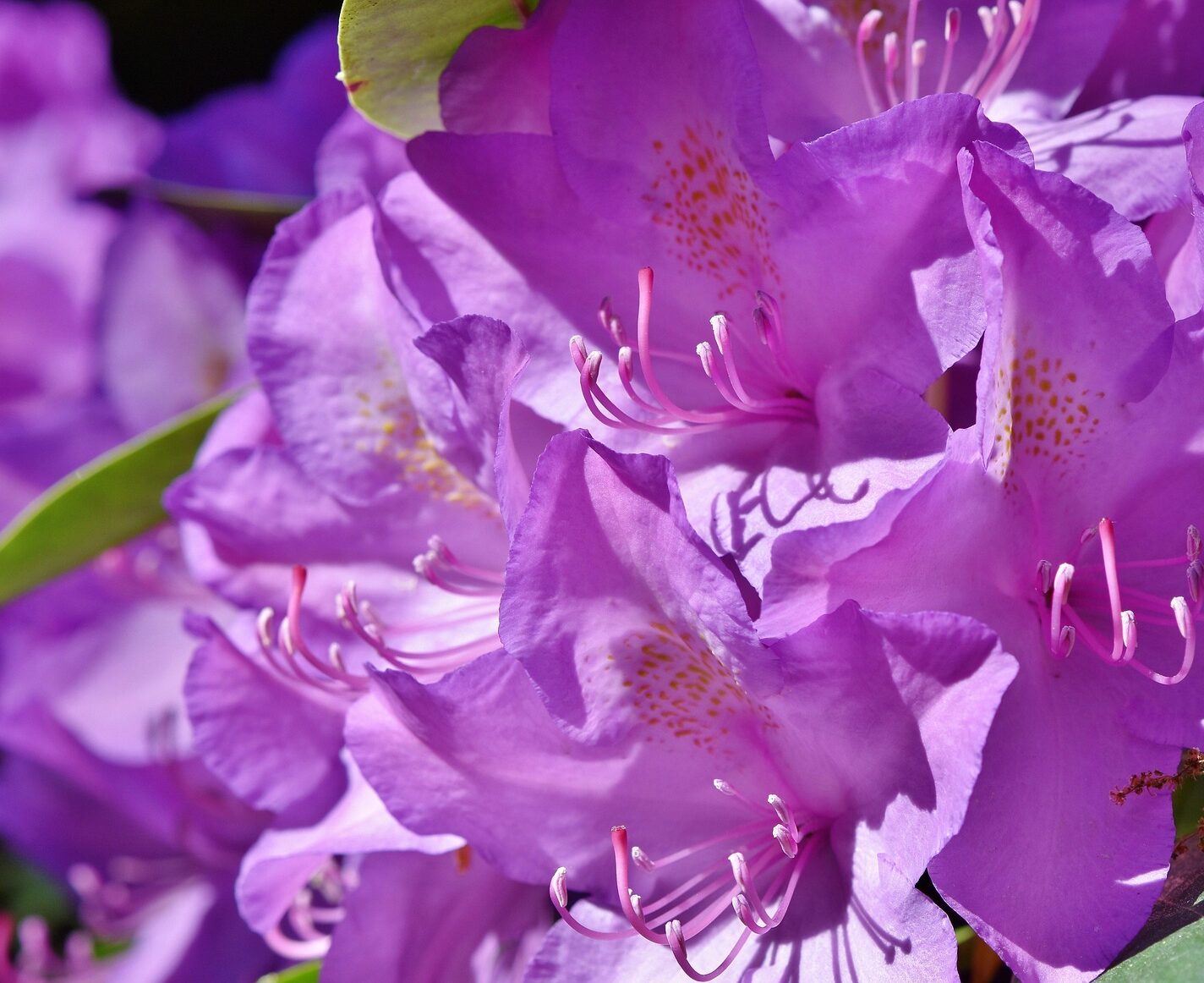 Rhododendron impeditum - dwergrhododendron
